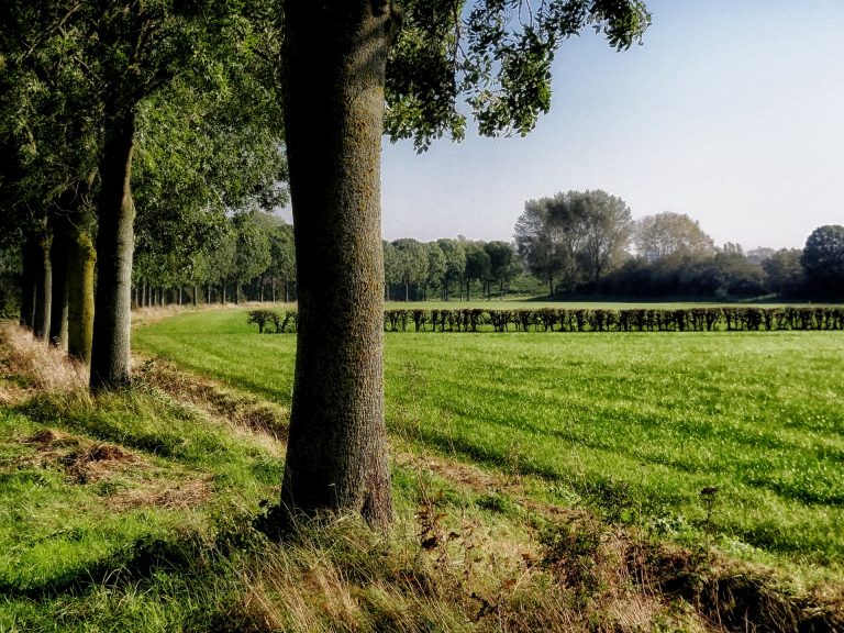 Grüne Beiträge zum Reeser Haushaltsplan