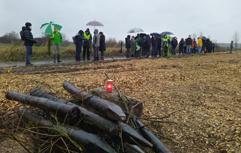 Rodung am Reeser Meer